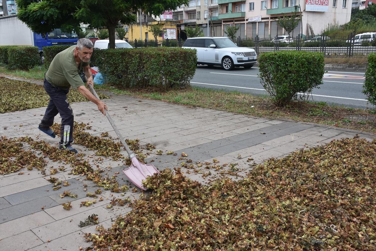 Trabzon, Ordu ve Giresun'da fındık hasadı başladı