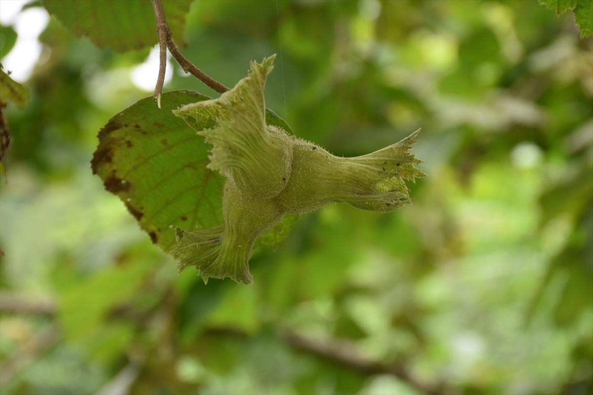 Trabzon, Ordu ve Giresun'da fındık hasadı başladı