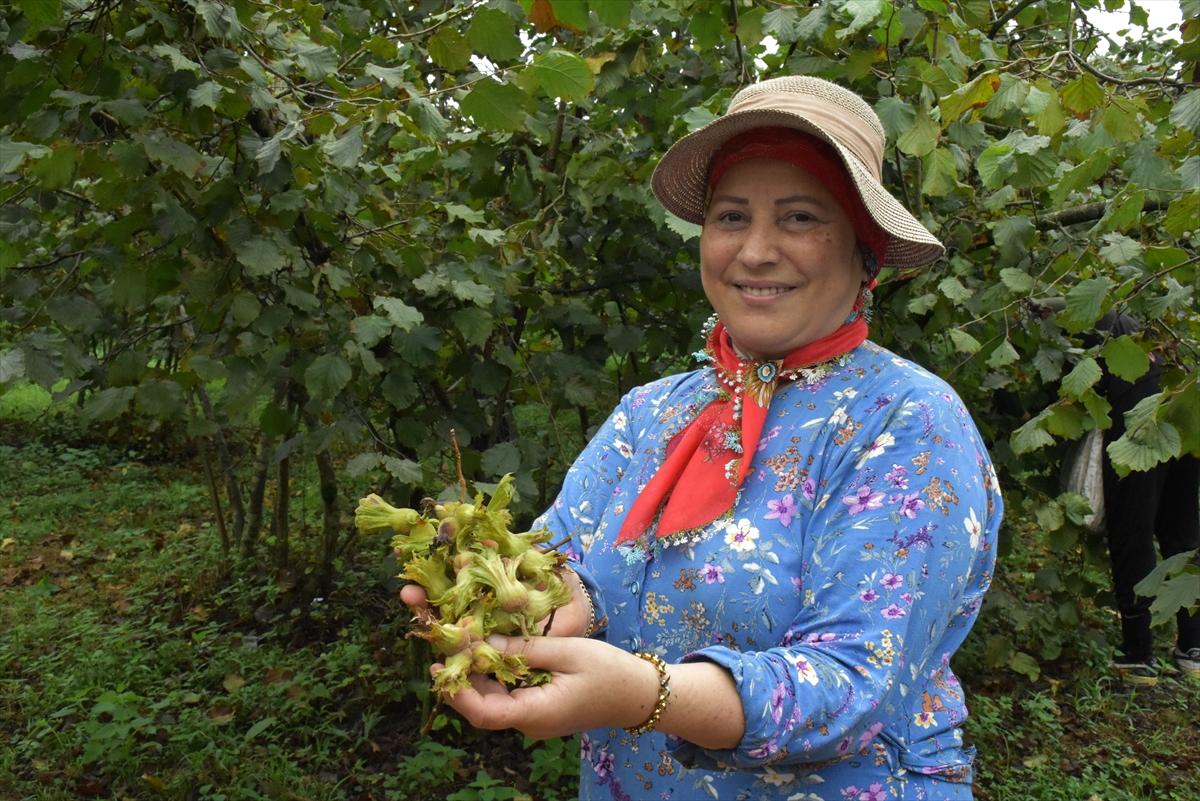Trabzon, Ordu ve Giresun'da fındık hasadı başladı