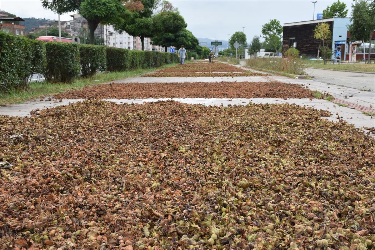 Trabzon, Ordu ve Giresun'da fındık hasadı başladı