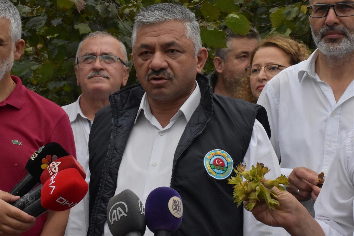 Trabzon, Ordu ve Giresun'da fındık hasadı başladı