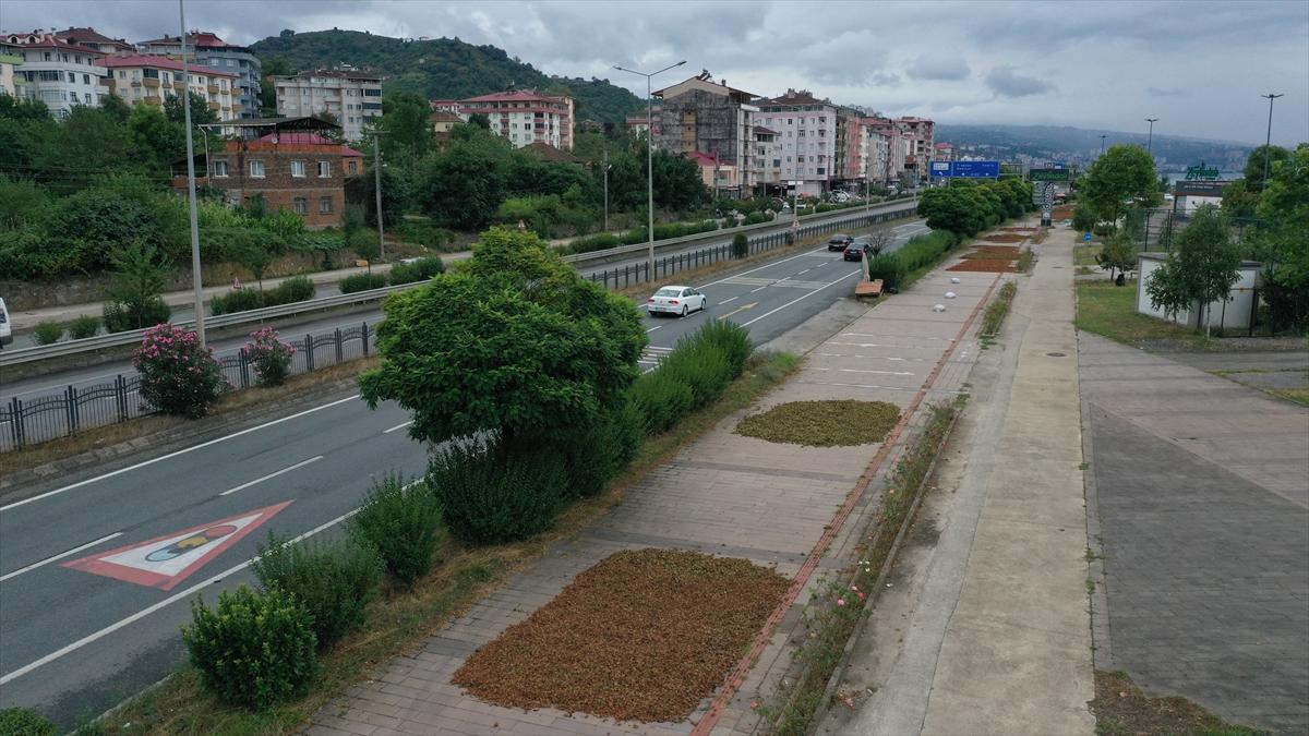 Trabzon, Ordu ve Giresun'da fındık hasadı başladı