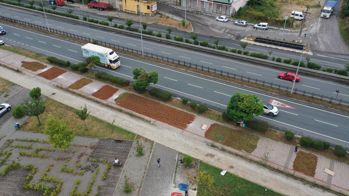 Trabzon, Ordu ve Giresun'da fındık hasadı başladı