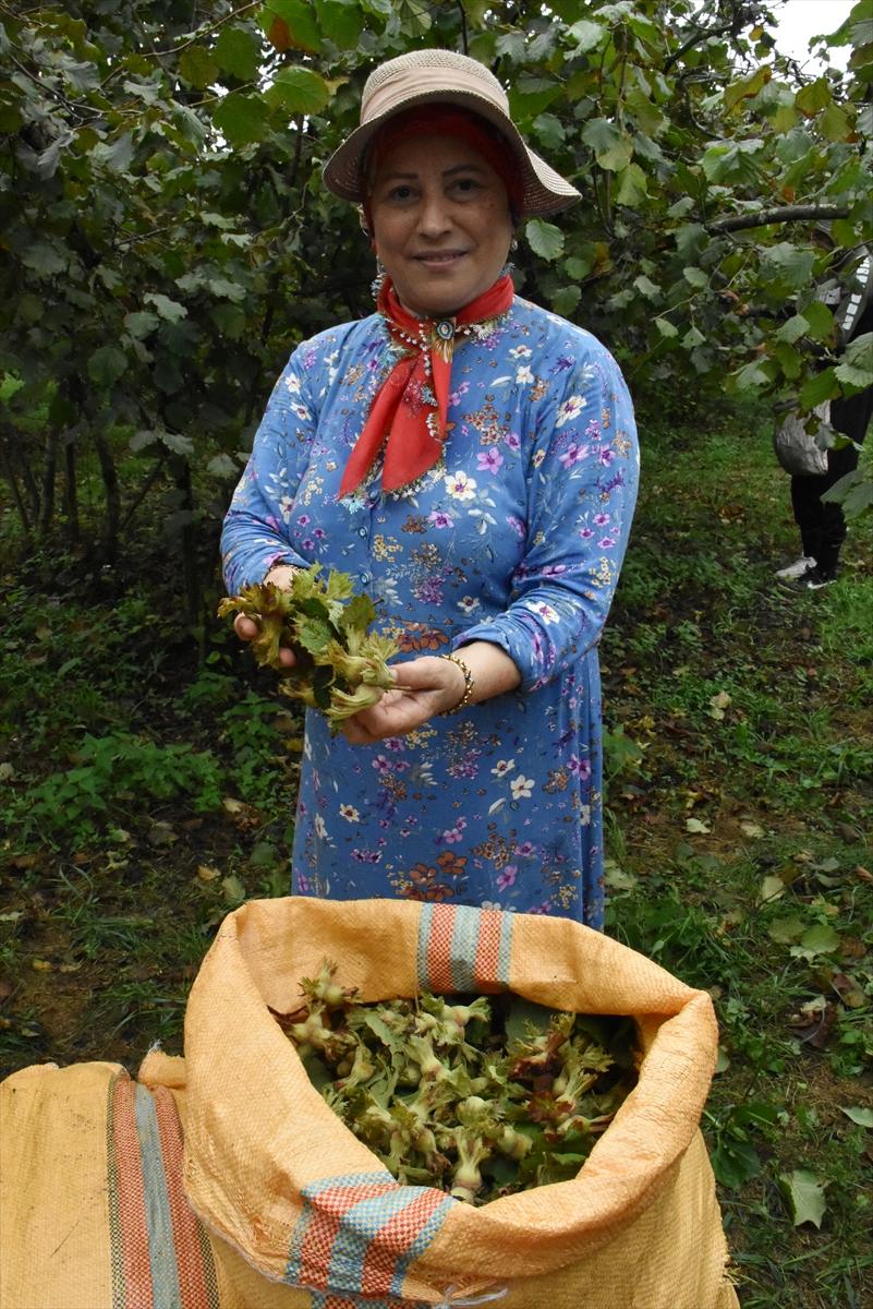 Trabzon, Ordu ve Giresun'da fındık hasadı başladı