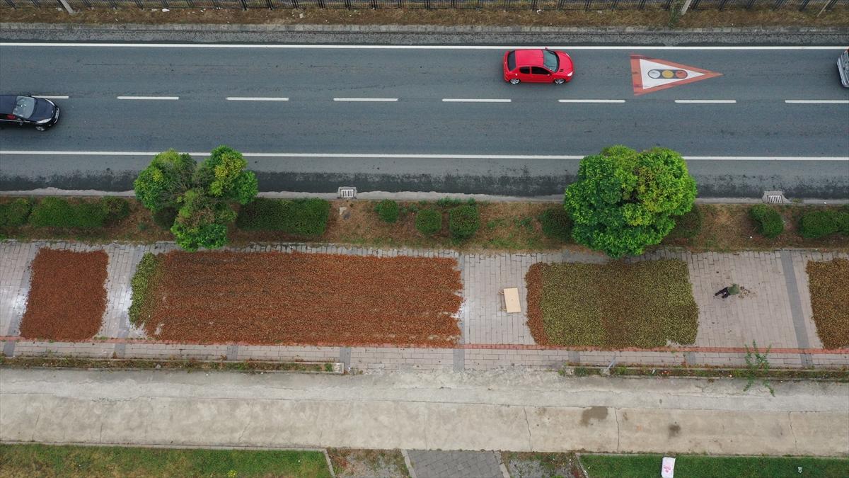 Trabzon, Ordu ve Giresun'da fındık hasadı başladı