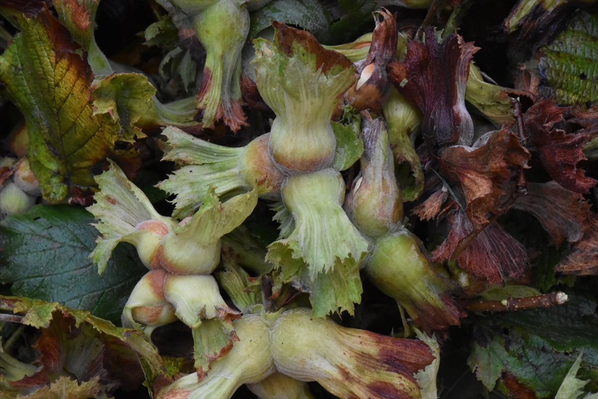 Trabzon, Ordu ve Giresun'da fındık hasadı başladı