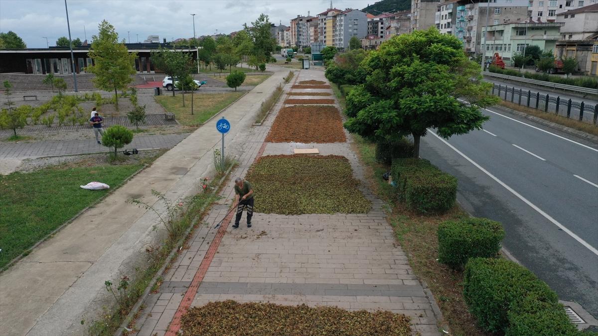 Trabzon, Ordu ve Giresun'da fındık hasadı başladı