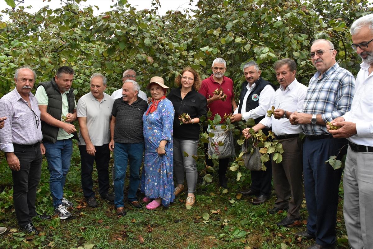Trabzon, Ordu ve Giresun'da fındık hasadı başladı