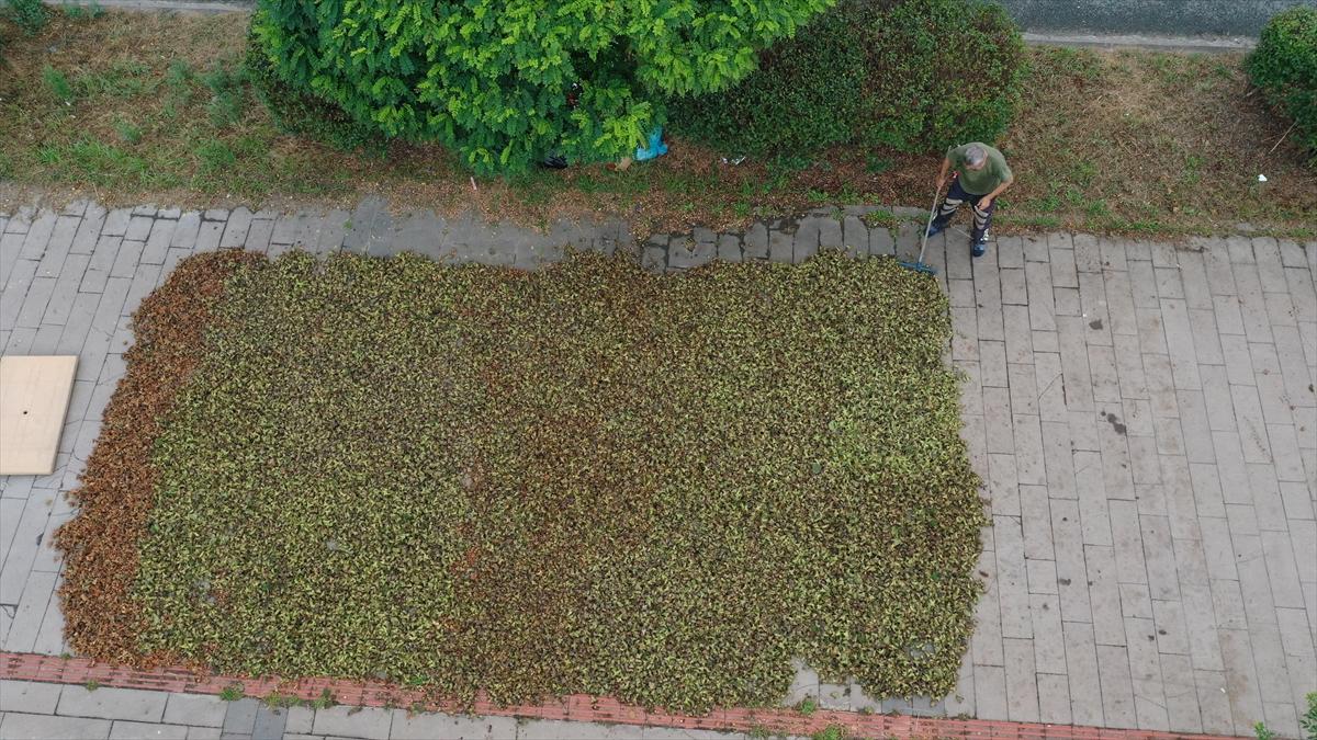 Trabzon, Ordu ve Giresun'da fındık hasadı başladı