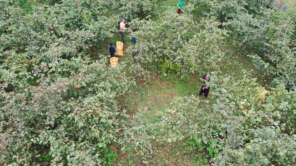 Trabzon, Ordu ve Giresun'da fındık hasadı başladı