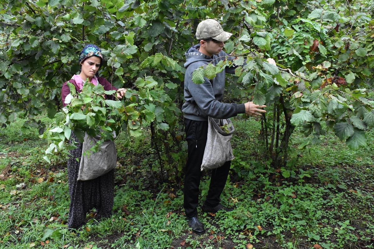 Trabzon, Ordu ve Giresun'da fındık hasadı başladı