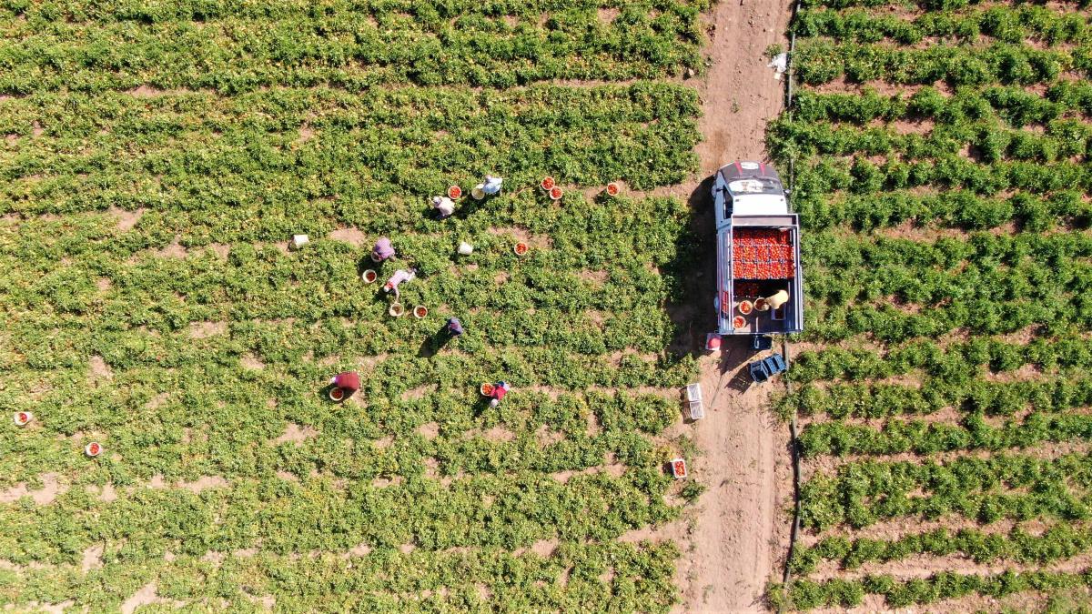 Elazığ'da mevsimlik tarım işçilerinden kurutmalık domateslerle dev Türkiye haritası