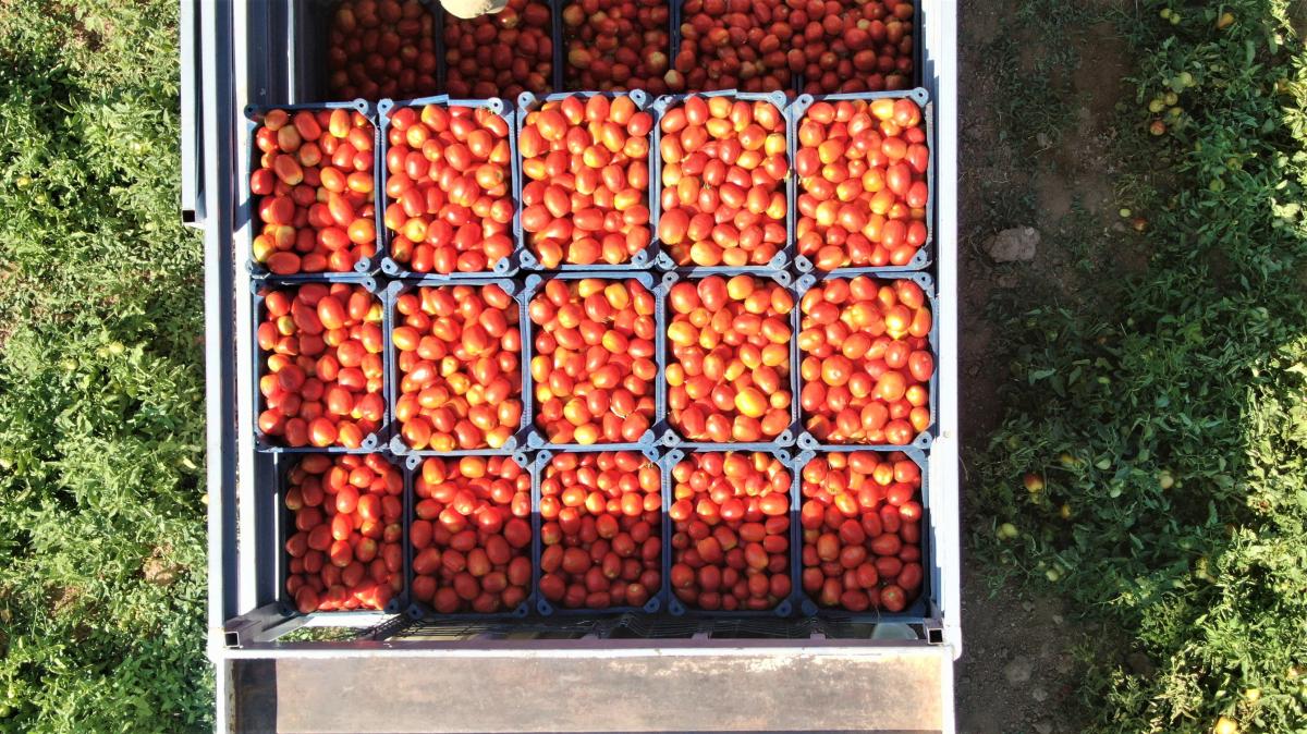 Elazığ'da mevsimlik tarım işçilerinden kurutmalık domateslerle dev Türkiye haritası