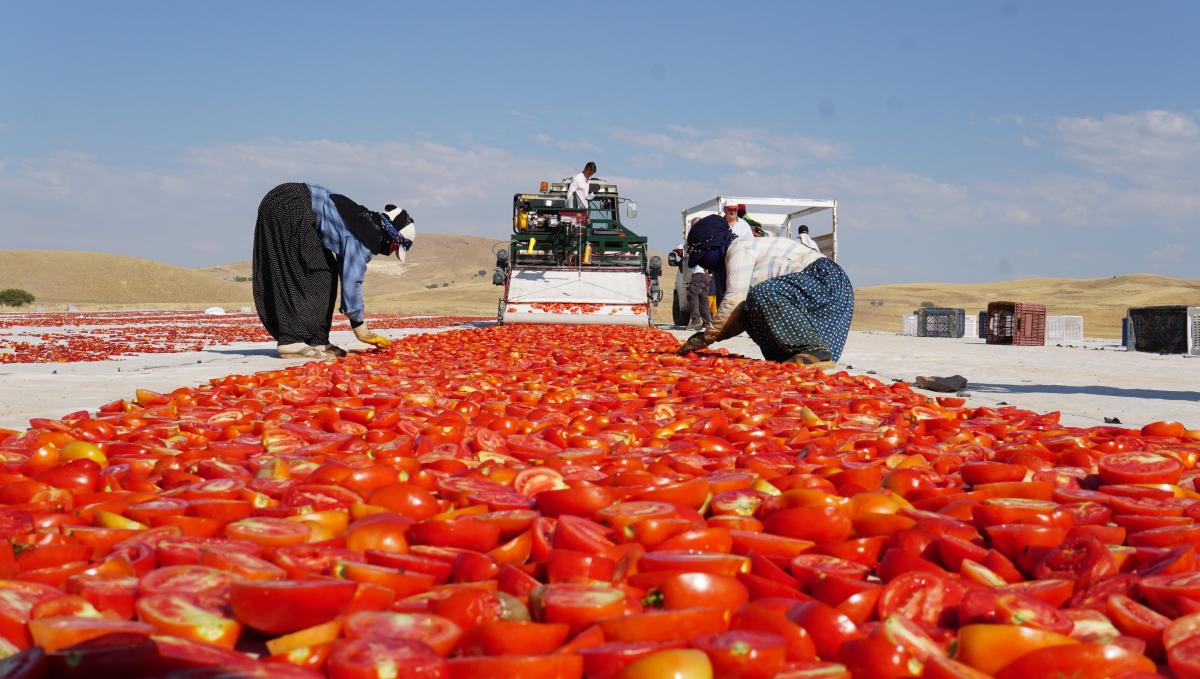 Elazığ'da mevsimlik tarım işçilerinden kurutmalık domateslerle dev Türkiye haritası