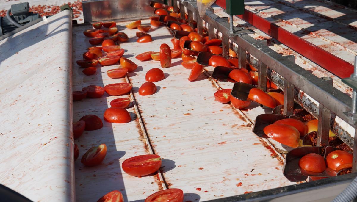 Elazığ'da mevsimlik tarım işçilerinden kurutmalık domateslerle dev Türkiye haritası