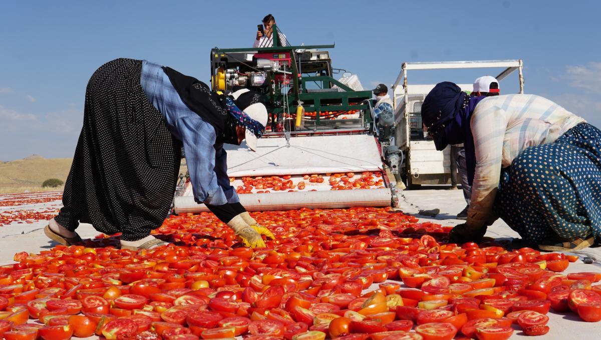 Elazığ'da mevsimlik tarım işçilerinden kurutmalık domateslerle dev Türkiye haritası
