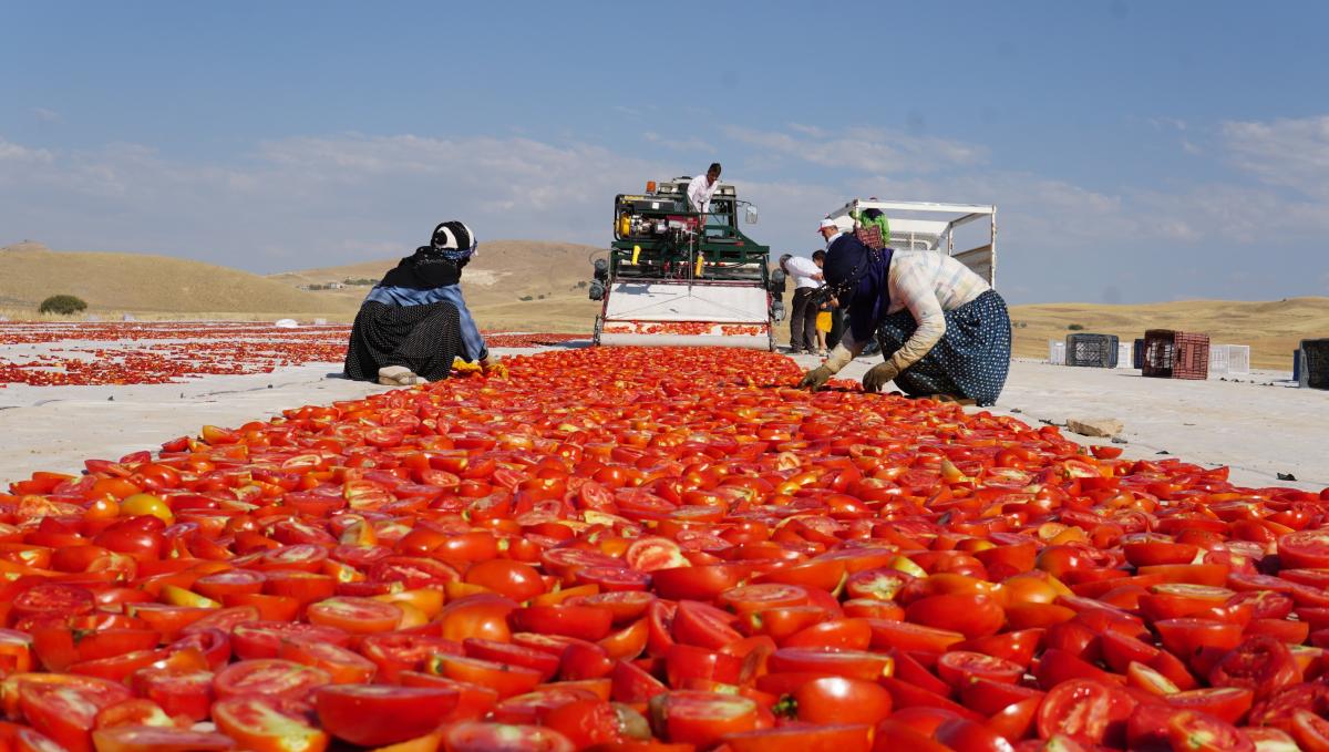 Elazığ'da mevsimlik tarım işçilerinden kurutmalık domateslerle dev Türkiye haritası