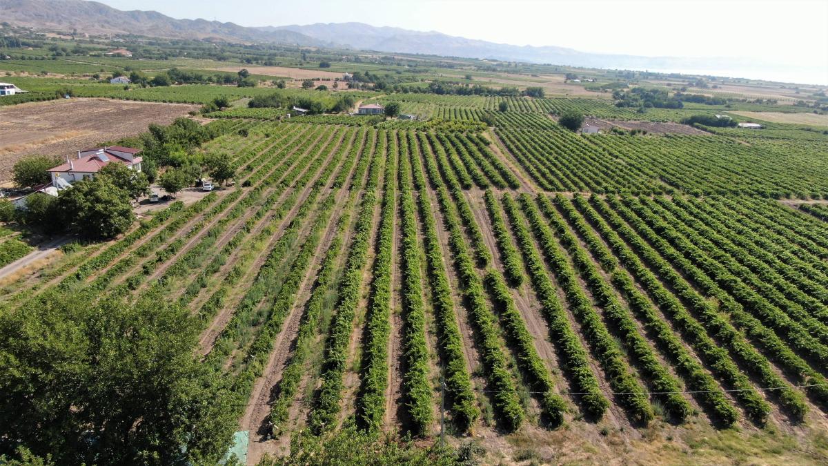 Elazığ'da mevsimlik tarım işçilerinden kurutmalık domateslerle dev Türkiye haritası