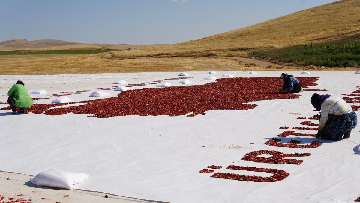 Elazığ'da mevsimlik tarım işçilerinden kurutmalık domateslerle dev Türkiye haritası