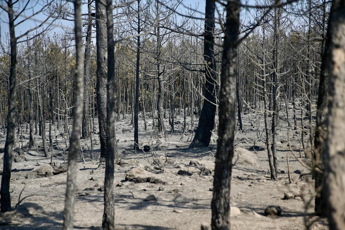 Eskişehir'de orman yangınından geriye kalanlar
