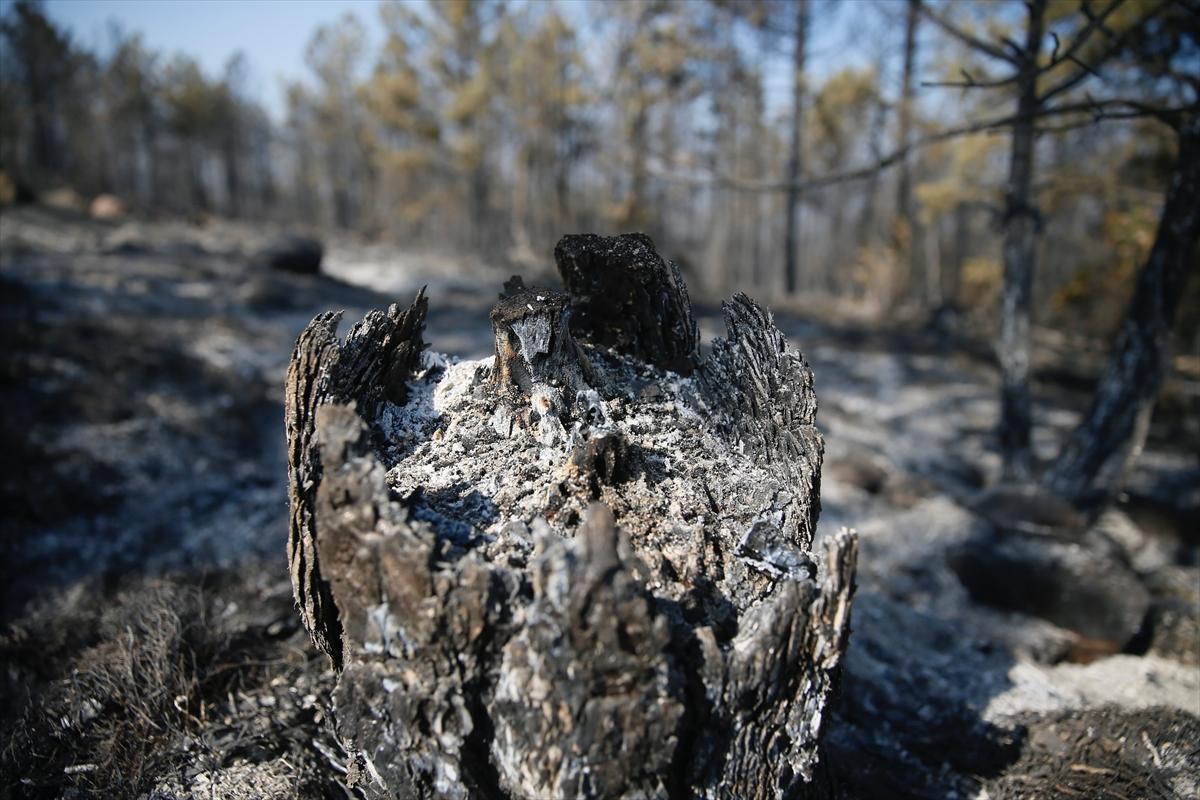 Eskişehir'de orman yangınından geriye kalanlar