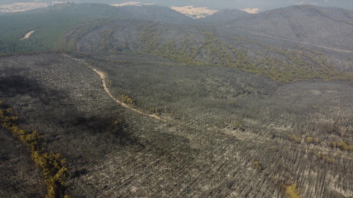 Eskişehir'de orman yangınından geriye kalanlar