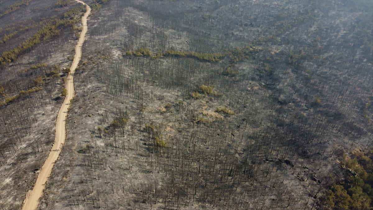 Eskişehir'de orman yangınından geriye kalanlar