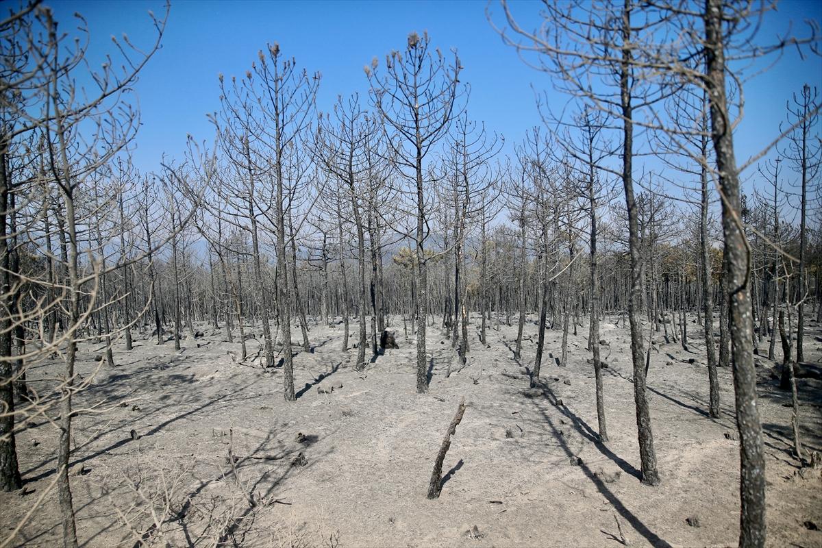 Eskişehir'de orman yangınından geriye kalanlar