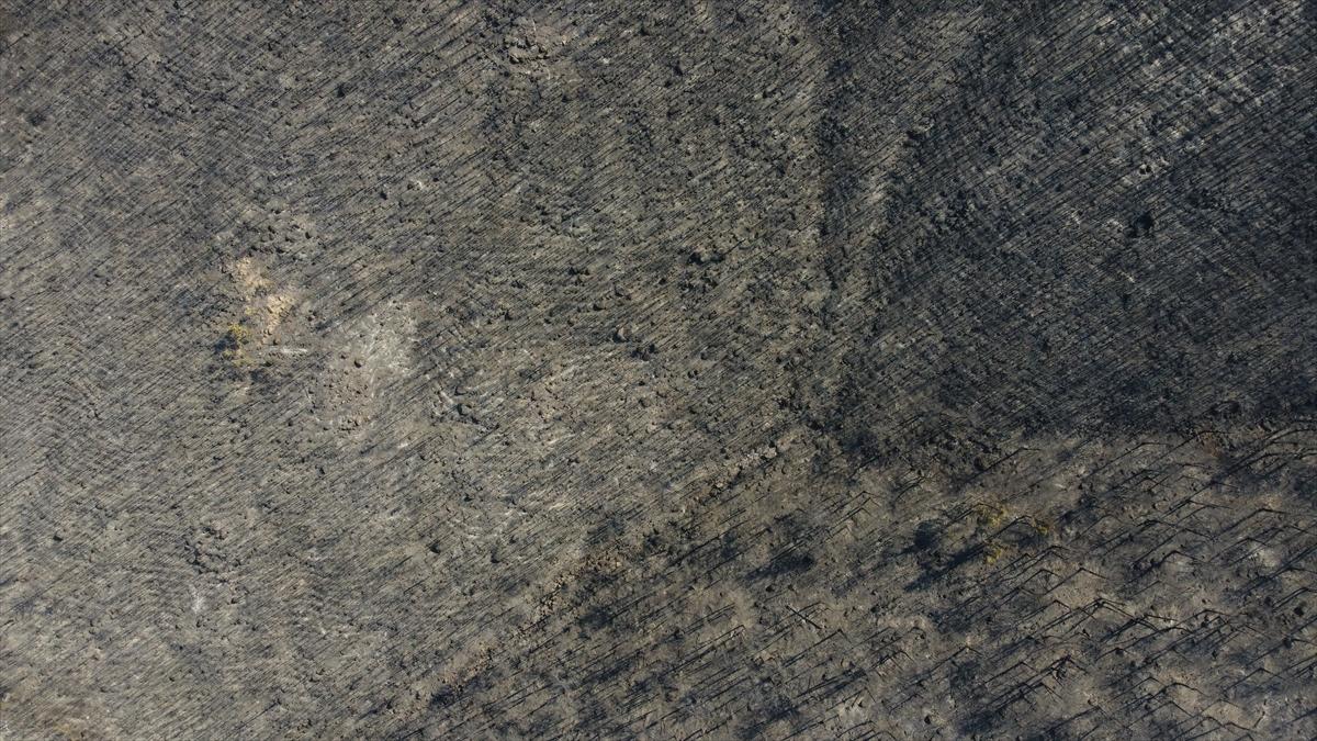 Eskişehir'de orman yangınından geriye kalanlar