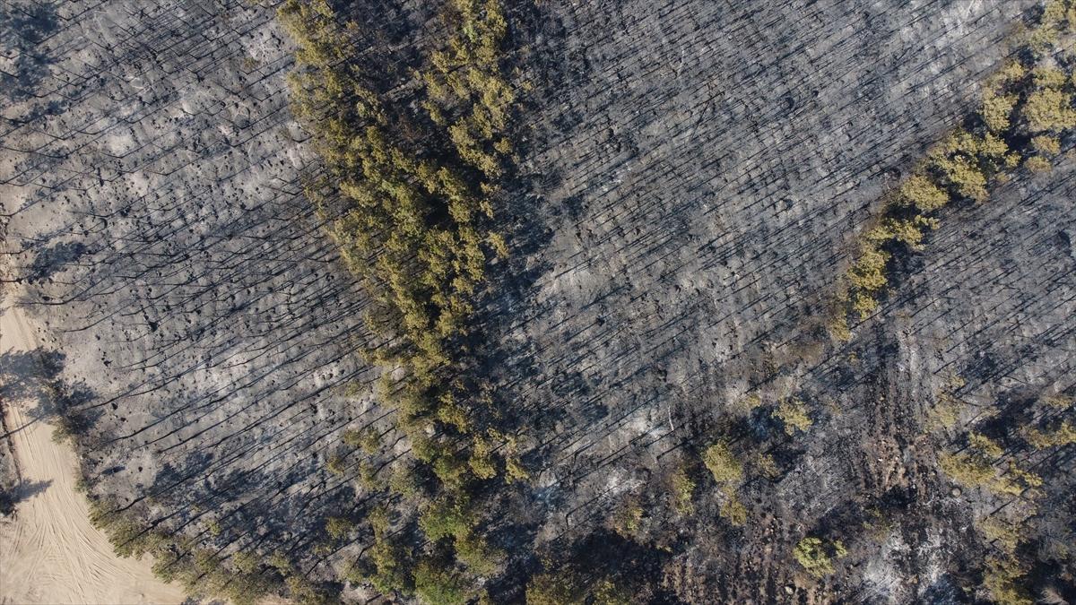 Eskişehir'de orman yangınından geriye kalanlar