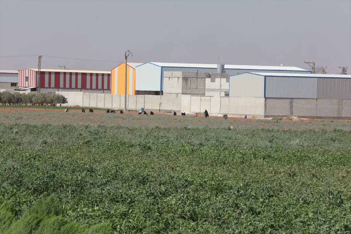 Fırat Kalkanı Harekatı'nın 7'nci yılı