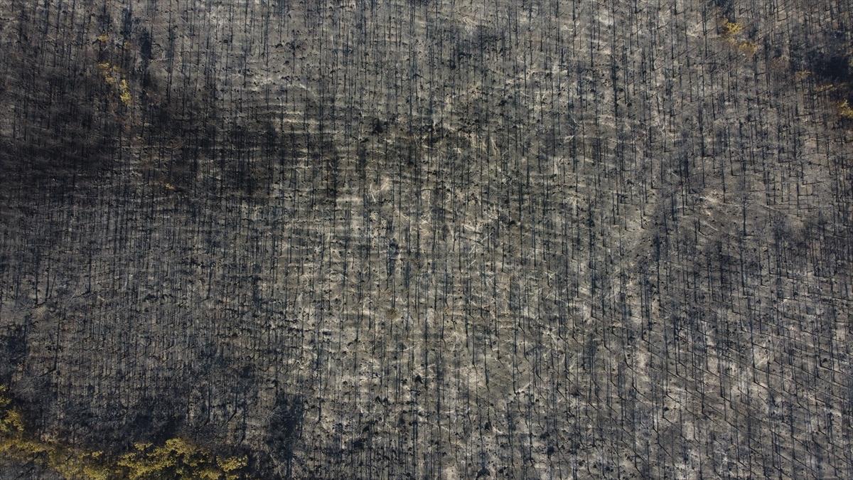 Eskişehir'de orman yangınından geriye kalanlar