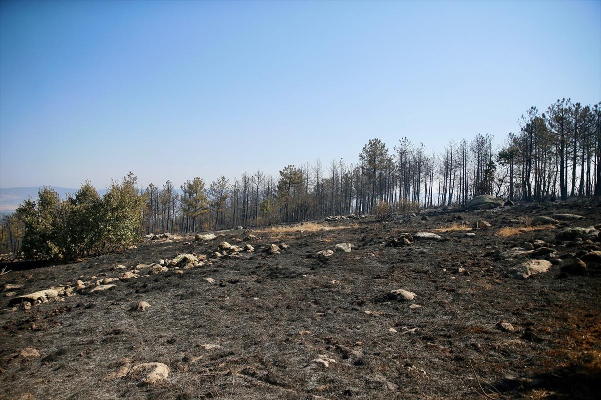 Eskişehir'de orman yangınından geriye kalanlar