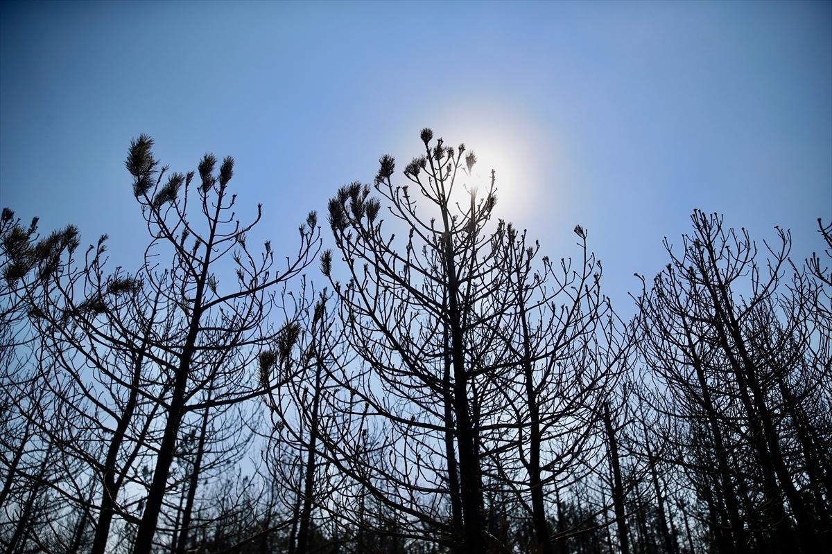 Eskişehir'de orman yangınından geriye kalanlar