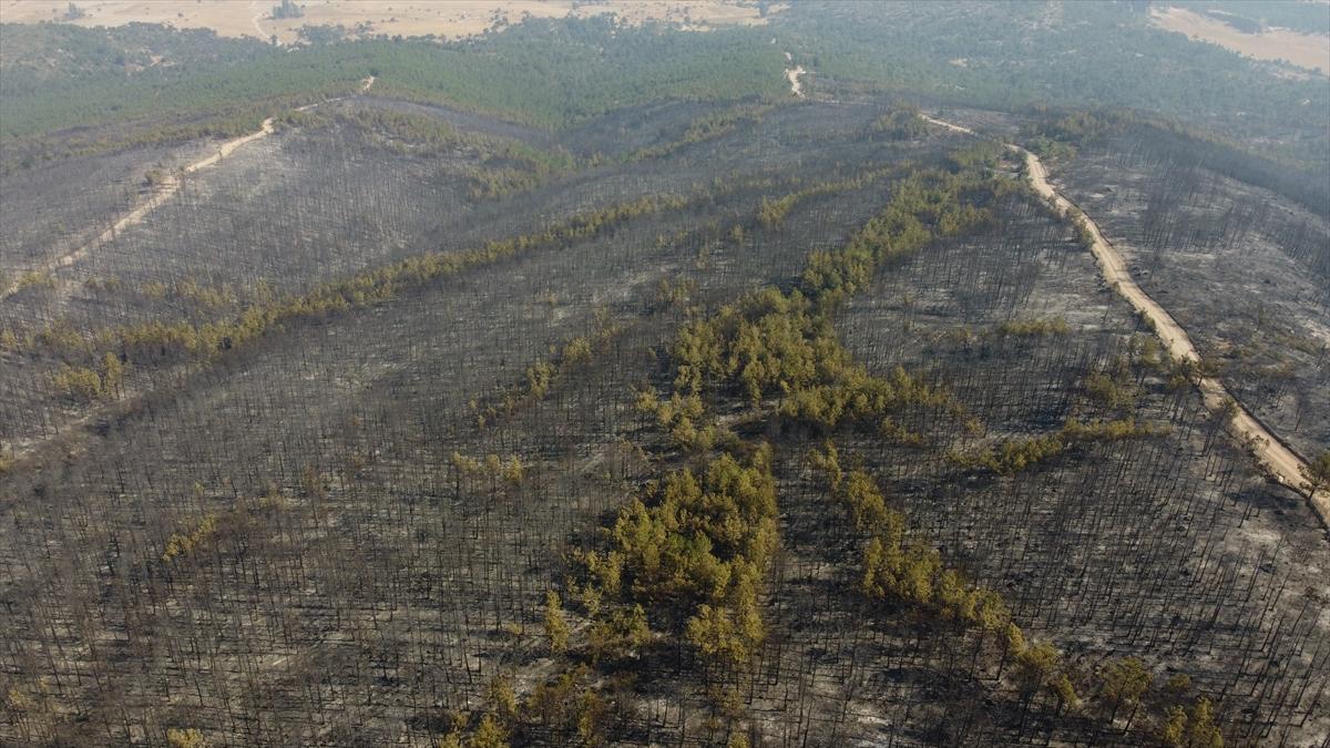Eskişehir'de orman yangınından geriye kalanlar
