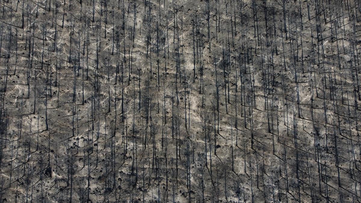 Eskişehir'de orman yangınından geriye kalanlar