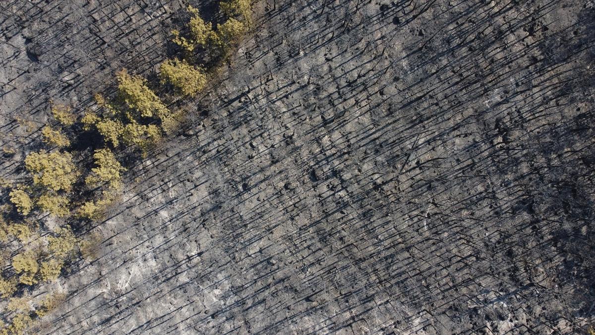 Eskişehir'de orman yangınından geriye kalanlar