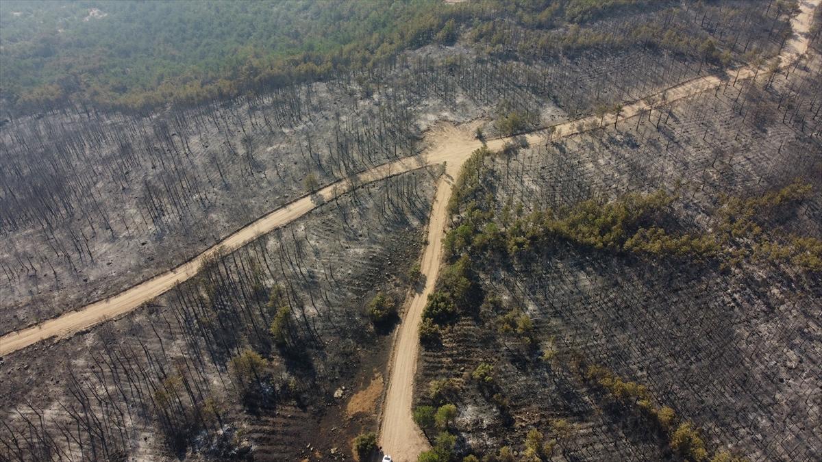 Eskişehir'de orman yangınından geriye kalanlar