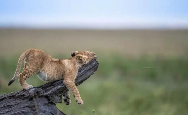 2023’ün Komedi Vahşi Yaşam Fotoğrafları finalistleri