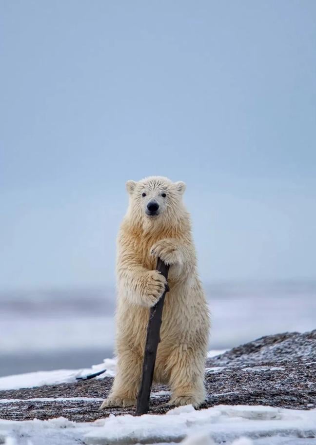 2023’ün Komedi Vahşi Yaşam Fotoğrafları finalistleri