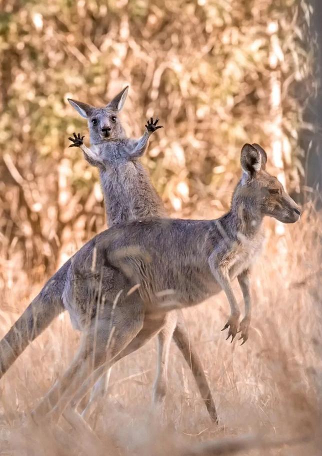 2023’ün Komedi Vahşi Yaşam Fotoğrafları finalistleri
