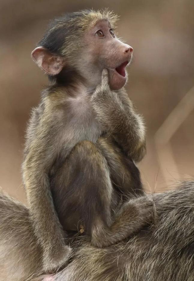 2023’ün Komedi Vahşi Yaşam Fotoğrafları finalistleri