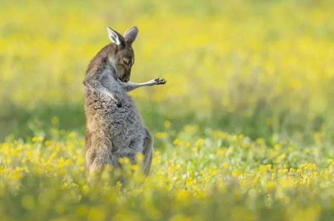 2023’ün Komedi Vahşi Yaşam Fotoğrafları finalistleri