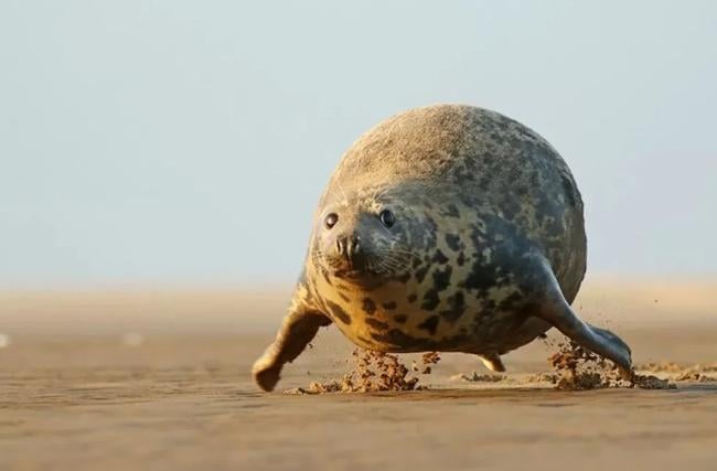 2023’ün Komedi Vahşi Yaşam Fotoğrafları finalistleri