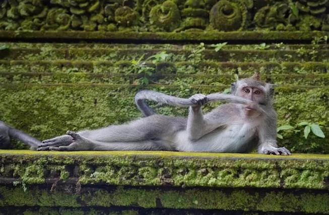 2023’ün Komedi Vahşi Yaşam Fotoğrafları finalistleri