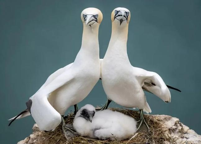 2023’ün Komedi Vahşi Yaşam Fotoğrafları finalistleri