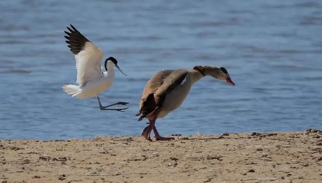 2023’ün Komedi Vahşi Yaşam Fotoğrafları finalistleri