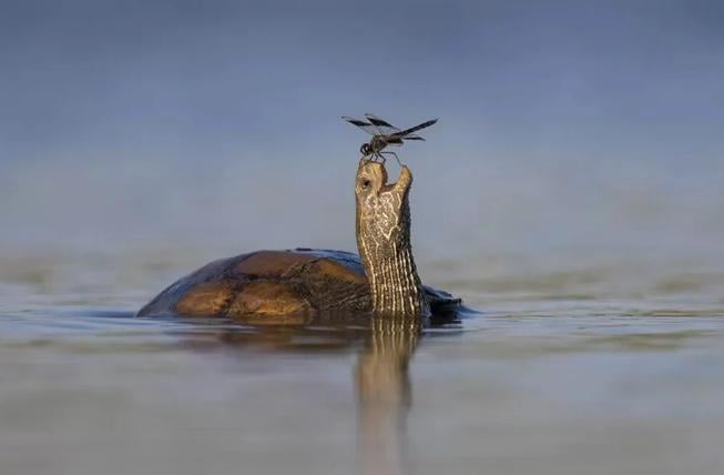 2023’ün Komedi Vahşi Yaşam Fotoğrafları finalistleri