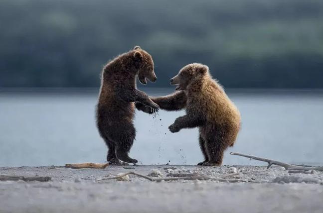 2023’ün Komedi Vahşi Yaşam Fotoğrafları finalistleri