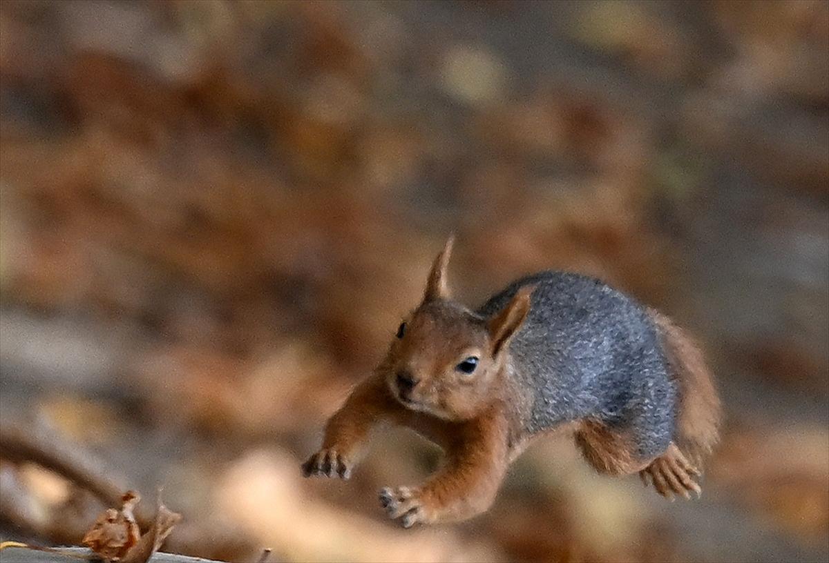 Başkent Ankara'da sonbahar: Sincaplar ceviz topladı